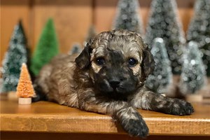 Bernard - Poma-Poo Puppy 9A70D6