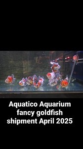 1.6K views · 18 reactions | Calico Oranda short tail & rosetail from Nana fish farm! #aquaticoaquarium #goldfish #australiangoldfish #orandagoldfish #calicooranda | Aquatico Aquarium | Facebook