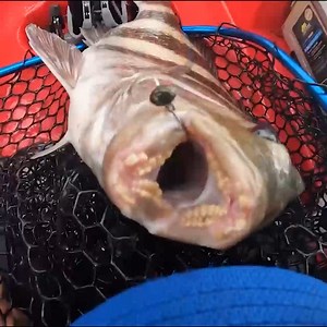 Yakin With Jack on Reels