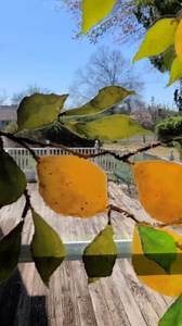 Lemon Branch Window Cling Sticker Decals for Home Décor and Kitchen Glass Decoration. Peel and Stick Privacy Film Spring Accents. Reusable. Made in America. (Large)