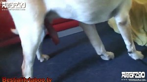 Dog with large penis shags woman in brutal amateur scenes
