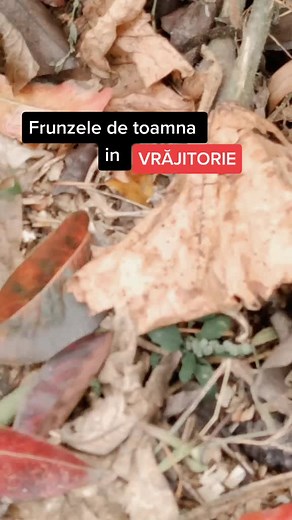 #romanianwitch #fyromania #octombrie #spiritual #pagan #autumn #fallleaves #fyy #fypシ #fy #xyzbca