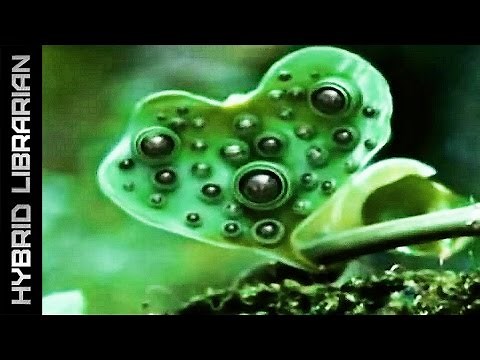 10 Amazing Plants With Real Superpowers