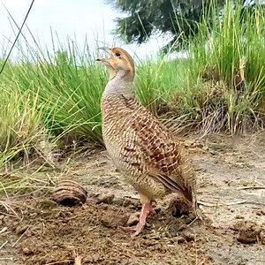 Irani teetar awaaz | Gray francolin teetar voice | Teetar sound | BIRD 24