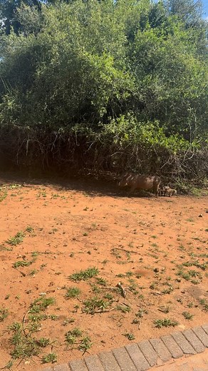 5.1K views · 2.8K reactions | Cutest thing I saw all day! #cuteanimals #babyanimals #safari #krugernationalpark #southafrica #wildlife #travel #wildlifephotography | Pro Guide Safari | Facebook