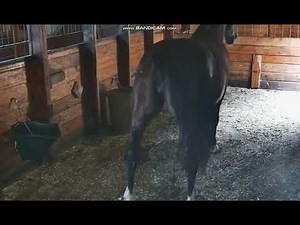 mare pee