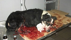 Romanians Are Slaughtering Packs of Stray Dogs