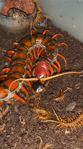 Vietnamese Giant White Beard Centipede #scolopendra