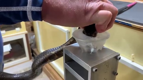 1.6K views · 135 reactions | Mozambique spitting cobra ( Naja mossambica) venom extraction. | Kentucky Reptile Zoo | Facebook