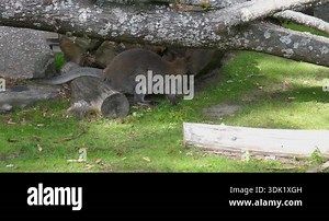 Red necked wallaby (notamacropus rufogriseus) eating grass in summer, Korkeasaari zoo, Helsinki, Finland.