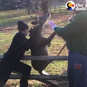 Super intense deer rescue! | The Dodo