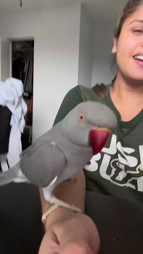 Coco The Indian Ringneck on TikTok