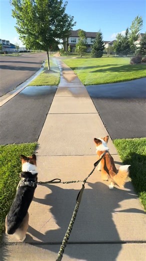 Cooper&Loki on TikTok