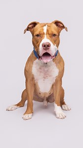 122K views · 123K reactions | Gentle giant Simba is ready for his...