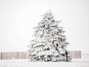 Winter Landscape Photo: Pine Tree, Fence and Mailbox Print. Wisconsin Snow Scene (digital Download). - Etsy
