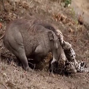 Interdependent between animals for survival | Mirian Alger