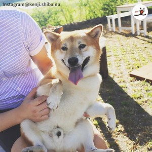 10K views · 1.8K reactions | The Life of Shibai dog, Kenji  | PECO | Facebook