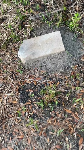 Automatic Socks #antfeet #xyzbca #ants #onewithants | ants