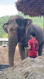 Sweet old Grandma JamPa is receiving round-the-clock care from her caretaker and our veterinary team. Get well soon, Grandma ❤️ คูณยายจำปาได้รับการดูแลอย่างดีตลอด 24 ชม จากผู้ดูแลคุณยายและทีมสัตว์แพทย์ ของเรา แข็งแรงไวๆนะคะคุณยาย #ElephantNaturePark #SaveElephantFoundation #มูลนิธิอนุรักษ์ช้างและสิ่งแวดล้อม #Elephant #ElephantRescue | Elephant Nature Park
