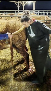 7.6K views · 166 reactions | 喙 Week-end de garde intense : chiens,...