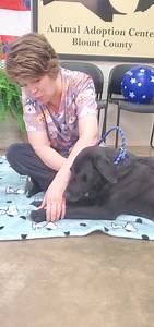 22K views · 1K reactions | Eva is our two year old, 45 pound lab mix that came from a shelter in Alabama. Her story is sad and the staff at the shelter tells her story in this video better than anyone. Eva is vetted now and will go to a foster tomorrow. Her foot and leg have gotten better, and she is ready to find her forever home. If you would like to foster to adopt Eva, please go to www.atlantalabrescue.com to fill out an application | Atlanta Lab Rescue | Facebook