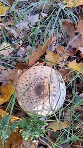 Macrolepiota, Chlorophyllum oder Lepiota? Schirmlinge sind mitunter tödlich ☠️ Riesenschirmpilze hervorragende Speisepilze 🍴 Merkmal Echter Riesenschirmpilz (Parasol) -Standort: auf Wiesen, Weiden, Mischwälder und Waldränder -Geruch: angenehm pilzig, nussig -Vorkommen: Juli-November -Hut: grobschuppig, nussbraun, Mitte oft mit kleinem Buckel -Lamellen: nicht bis zum Stiel gehend, frei -Stiel: innen hohl, außen genattert-gemustert -Ring: wollig, hoch und runter verschiebbar #schirmpilz #parasol 