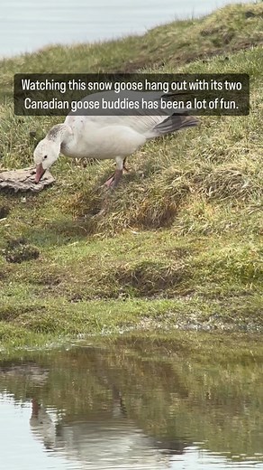 A Snow Goose and it’s two best friends… | Wild Love Images - Julie Argyle Wildlife Photography #shootwithacamera