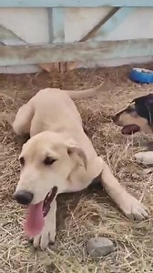 1.5K views · 123 reactions | SUPER SWEET, PLAYFUL, PUPPY SKY !!! AVAILABLE FOR ADOPTION. LIGHT BEIGE LABRADOR MIX FEMALE SUPERB PERSONALITY A BIT SHY PLS SEND A MSG IF INTERESTED IN HER ADOPTION. | Angel Watch Rescue and Rehome | Facebook