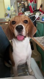 1.7K views · 184 reactions | Beautiful Beagle Face  #beagle #beagledog #beaglelovers #DogLovers #dogs #reels #reelsfb | Baileys The Beagle | Facebook