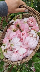 4.7K views · 173 reactions | HOMEMADE ROSEWATER Rosewater is a...