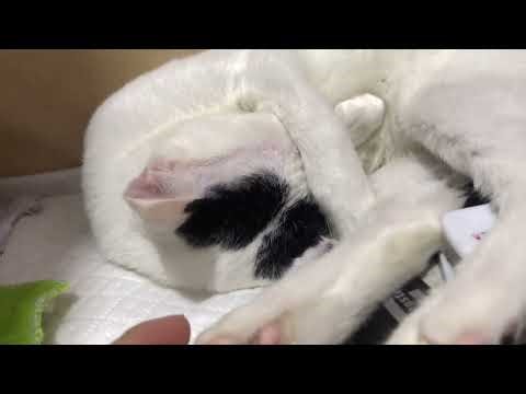 A Cat Sleeping Don't Like To Disturb #sweetskitten #cutekitten #babykittens