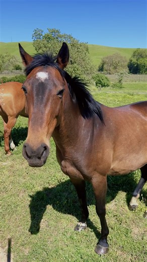 Embark on a journey through America’s wine country and savor the essence of Napa Valley, California - home to picturesque vineyards renowned for producing some of the world’s best wines. 🍷 In addition to sampling exquisite wines, you can enjoy the breathtaking landscapes, indulge in culinary delights and rest in comfort at one of the many luxurious accomodations available. This trip promises a perfect blend of relaxation and excitement, with an abundance of cultural attractions and outdoor acti