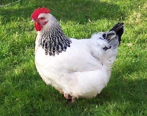 Sussex chicken - Alchetron, The Free Social Encyclopedia