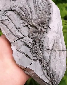 28K views · 598 reactions | Arthroacantha carpenteri Crinoid Fossil |...