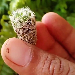 36 reactions | My tiniest n cutest cactus! | Guldasta | Facebook