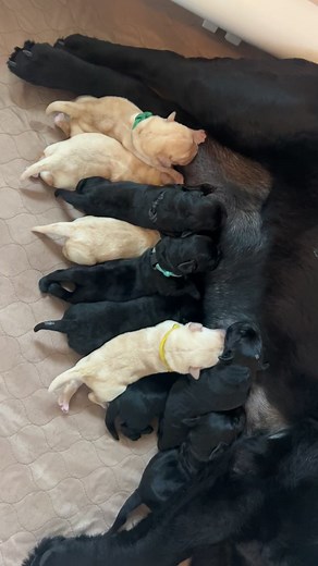 Newborn puppy sounds are the best ❤️🐾 | Big Creek Labradors