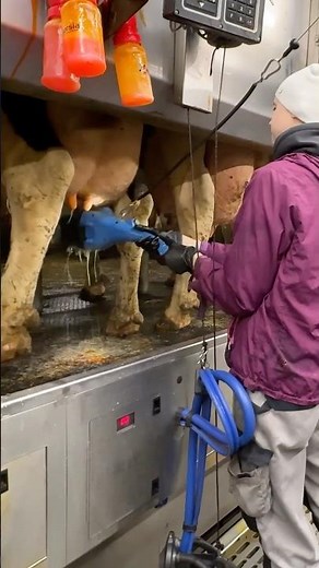 🐄⚡ Udder Wash to Full Milking – Watch Farm Girl Handle Milking Machines Perfectly