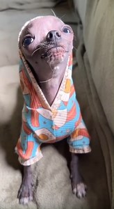 Get ready to smile! This adorable hairless dog, rocking the cutest breakfast-themed pajamas, is having a serious "chat" before pulling off the most unexpected (and hilarious!) roll-over. His sassy barks and playful antics are guaranteed to brighten your day! What do you think he was trying to tell his human? Drop your guesses in the comments! | Chihuahua Care Stories