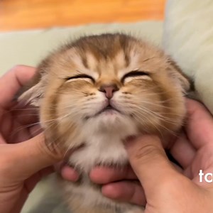 4 ways to massage kittens | 9GAG