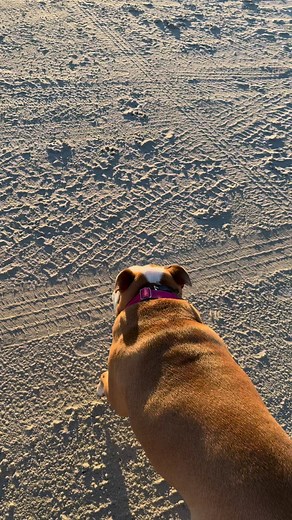 Fitting #strut #workit #getitgirl #englishbulldog #bulldog #dog #beach #booty #bulldogbooty #therapy #therapydog #mentalhealth | Miss Fancy B