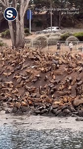 Watch as this epic avalanche of sea lions take the plunge! 🦭🌊 | storyful