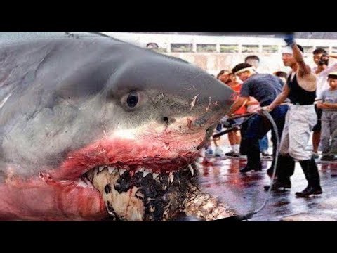 It Looked Like a Normal Shark Until Someone Filmed It