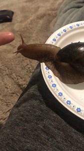 Do snails like being ‘pet’? Mine seems to extend himself for this kind of rubbing.