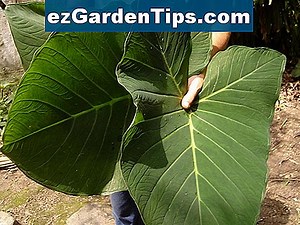 Como identificar uma planta de videira 🌱 Dicas Jardineiros - Pt.ezGardenTips.com