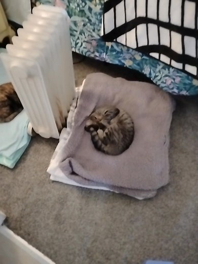 Fun fact 🌟😀; A little over a year ago now, a wonderful lady, that shall go unnamed, "gifted" to me a kitten, whom her grandbabies had lovingly named "Cheese Stick" (that big ole loaf that has commandeered my entire bed in this video)...... As I'd said; it's been a little over a year now, since "Cheese" joined my "pride" of cats ❣️ Every month since, like clockwork, a very large Amazon box, filled with 2 cases of canned wet cat food AND a very large box of "multiple cat brand litter", has been