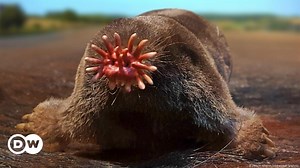 Mouths, snouts and beaks: The most bizzare mouths in the animal world