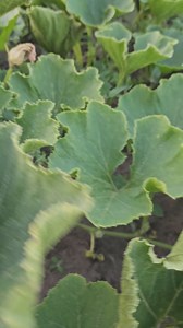 1.8K views · 3 comments | How are your pumpkins growing? | Prairie Gardens & Adventure Farm | Facebook