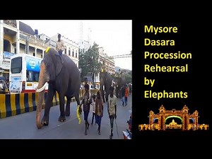dasara procession rehearsal | ambari elephant abhimanyu | ambari elephant arjuna | jumboo savari