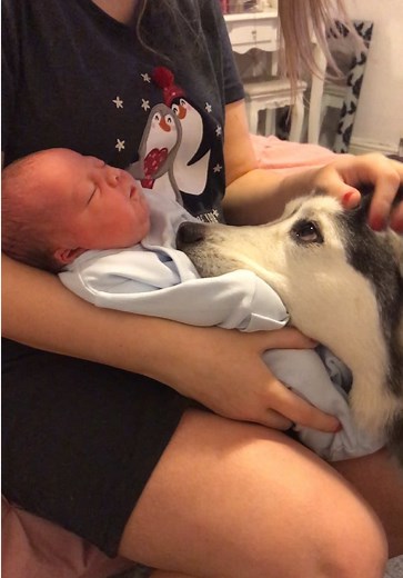 Husky Dog Time Lapse: Love's Journey