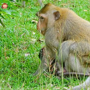 Maddie A Nasty Mother Try To Pull Moonpie Out From Her Chest Suddenlty Moonpie Getting Angry with A big Screaming But Maddie To Try Hug and Comfort Her To Calm Her Down | Monkey BOB